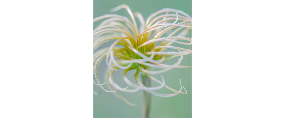 image taken by Lisa Mossel Vietze